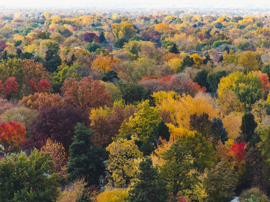 skyview of a forest