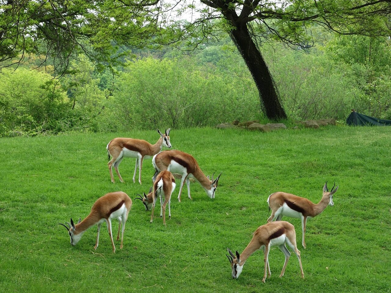 antelopes eating grass