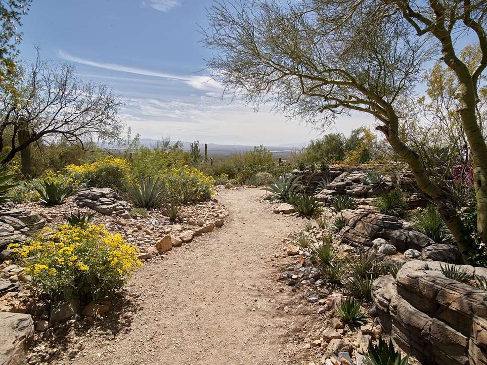 arizona sonora desert museum outside tucson arizona