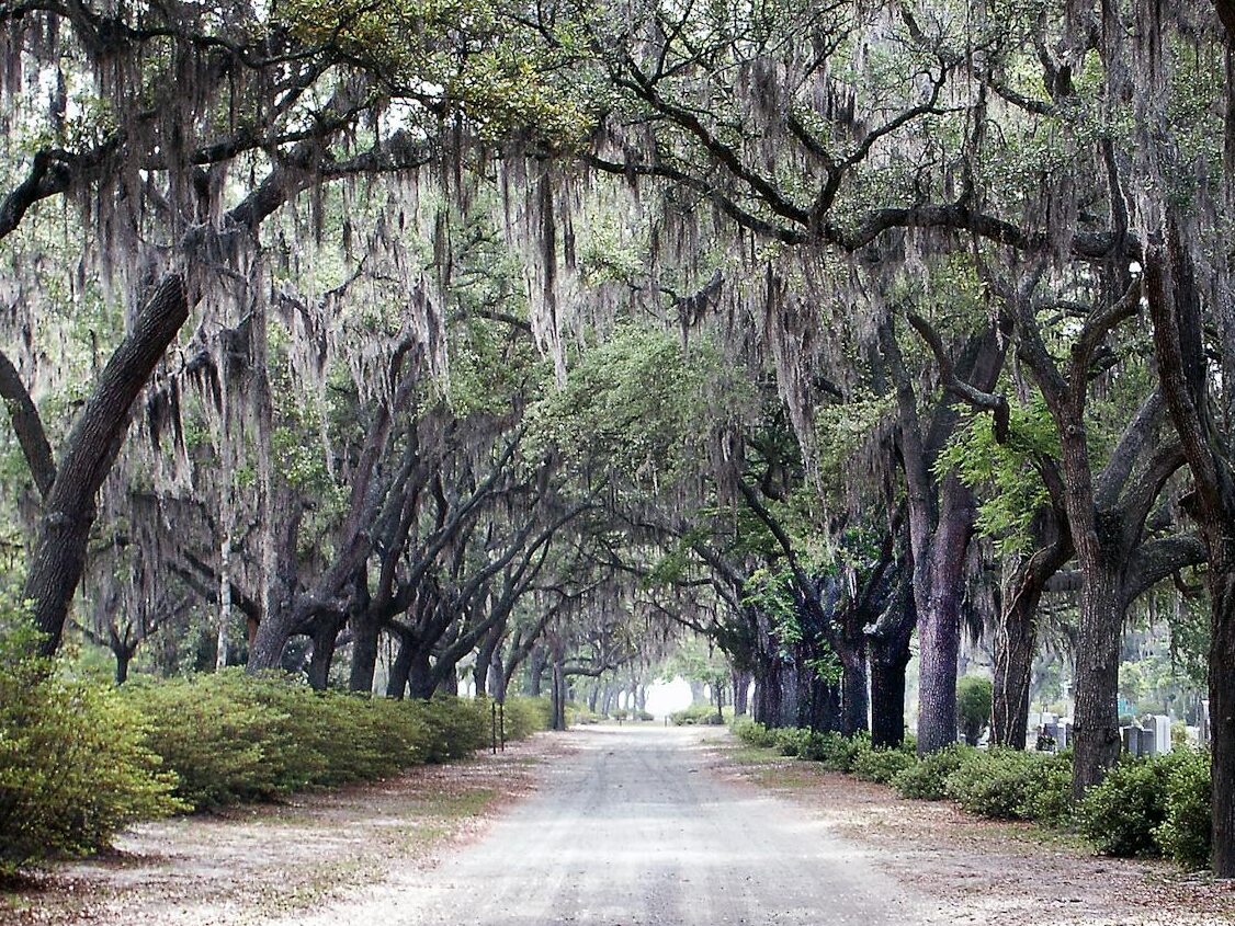 enchanting oak avenue in bonaventure cemetery