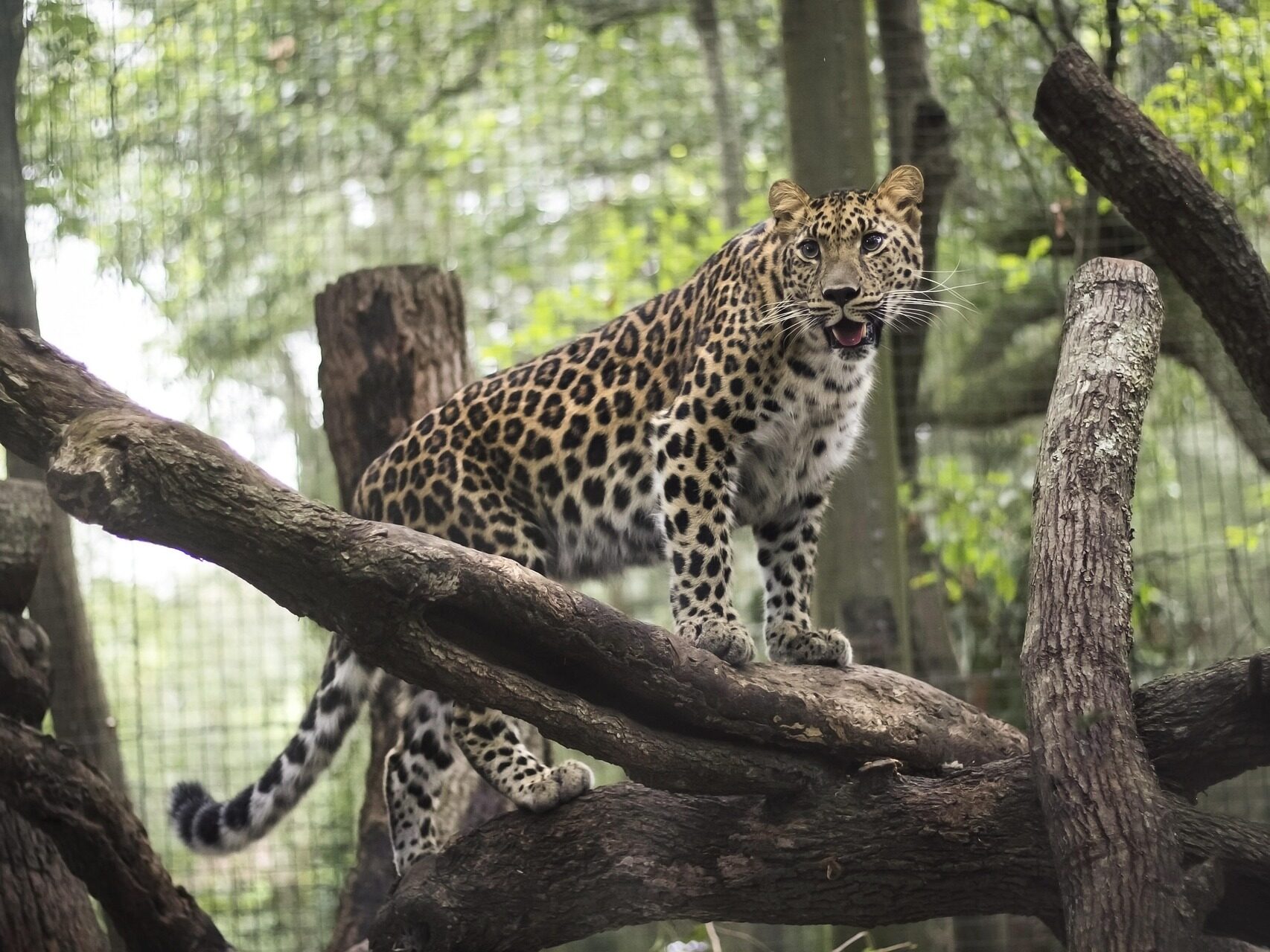 jacksonville zoo wild