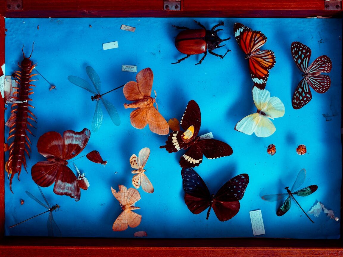 multicolored butterflies taxidermy