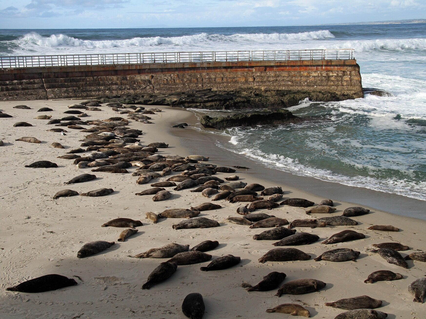 sea lions in san diego la jolla