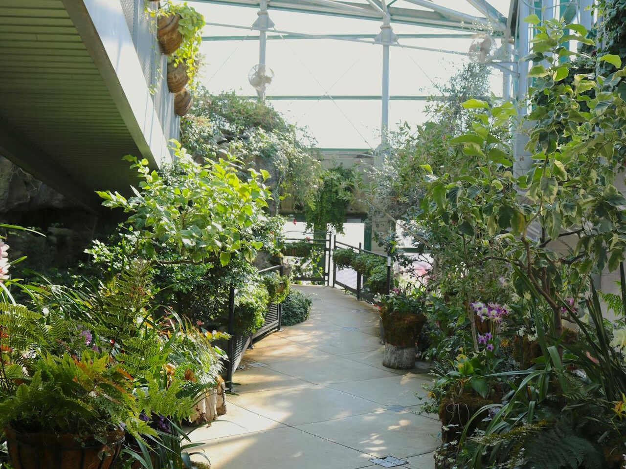 serene botanical pathway in albuquerque garden