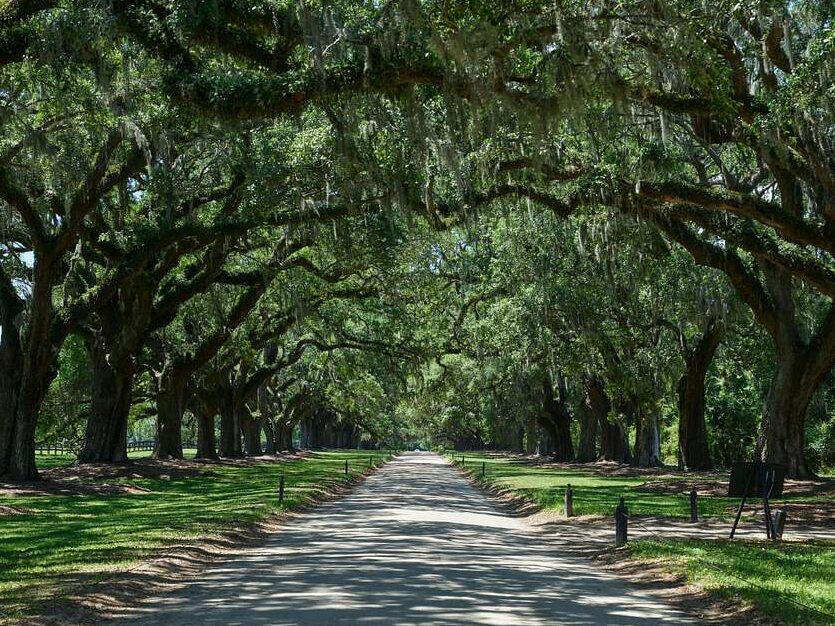 the avenue of oaks at the boone hall planatation