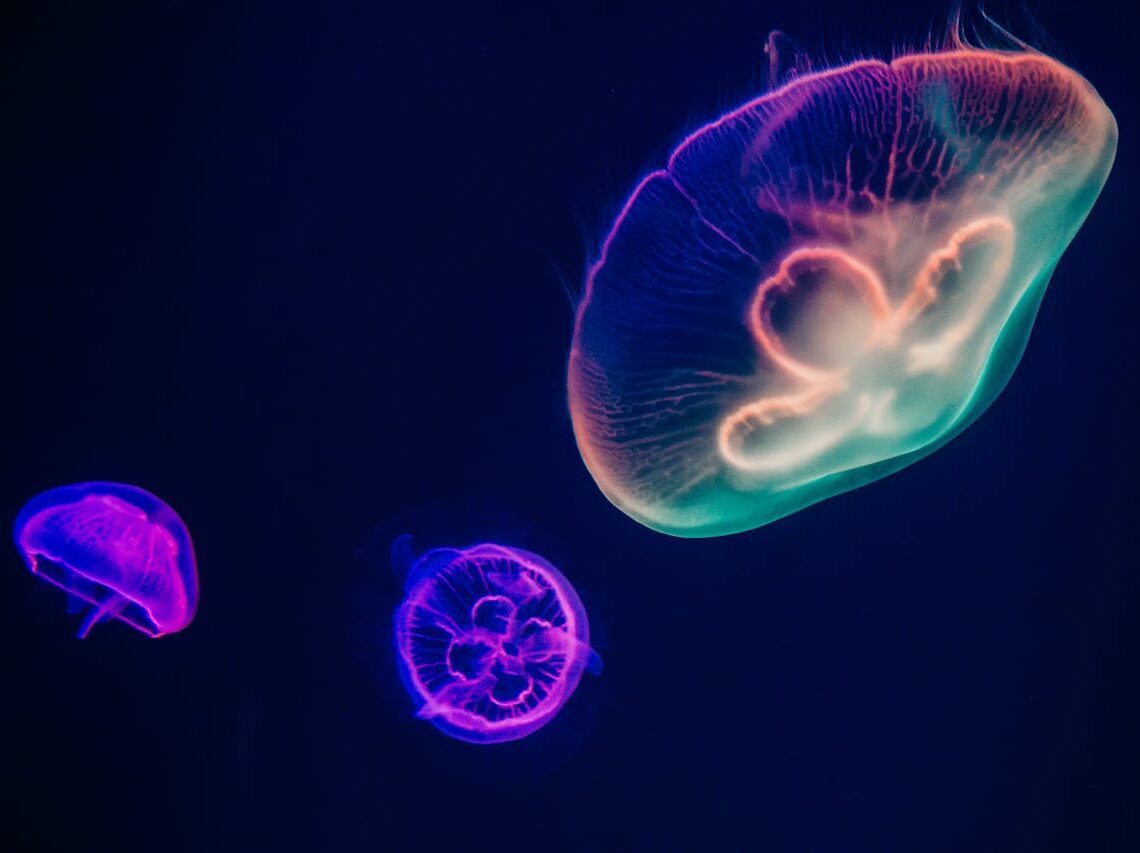 three multicolored jellyfishes