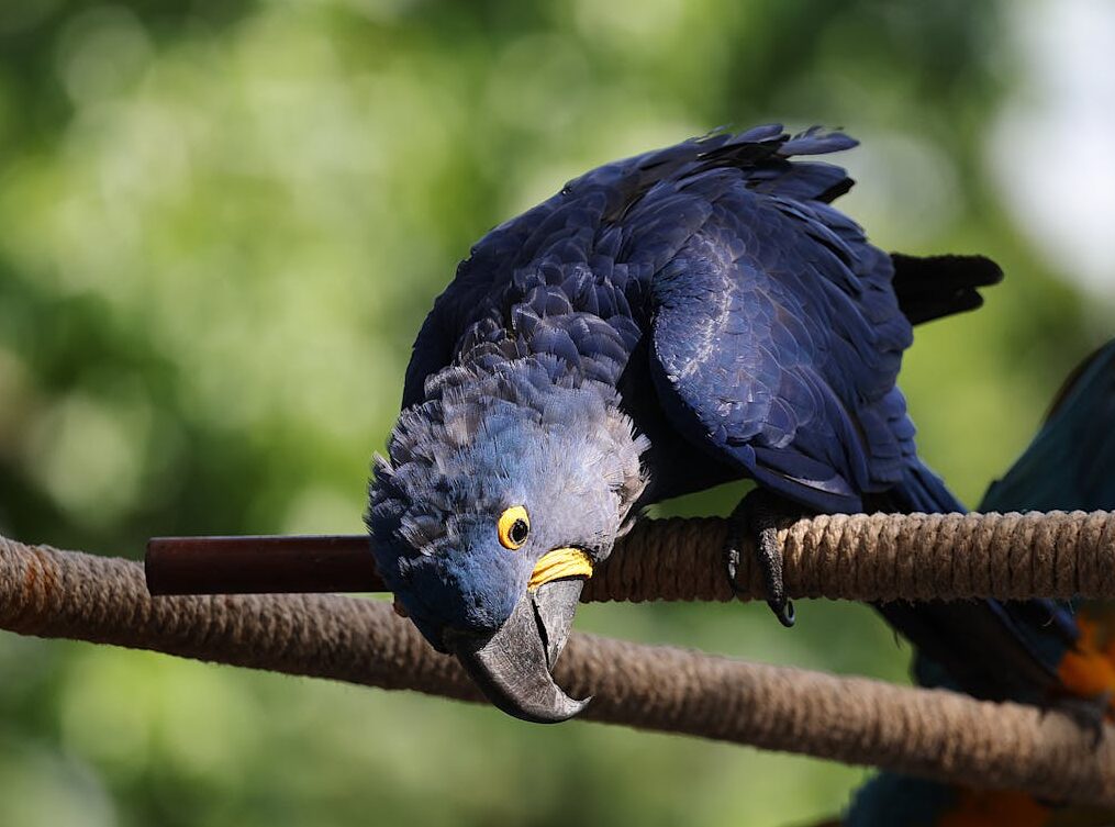 macaw perching on a rope