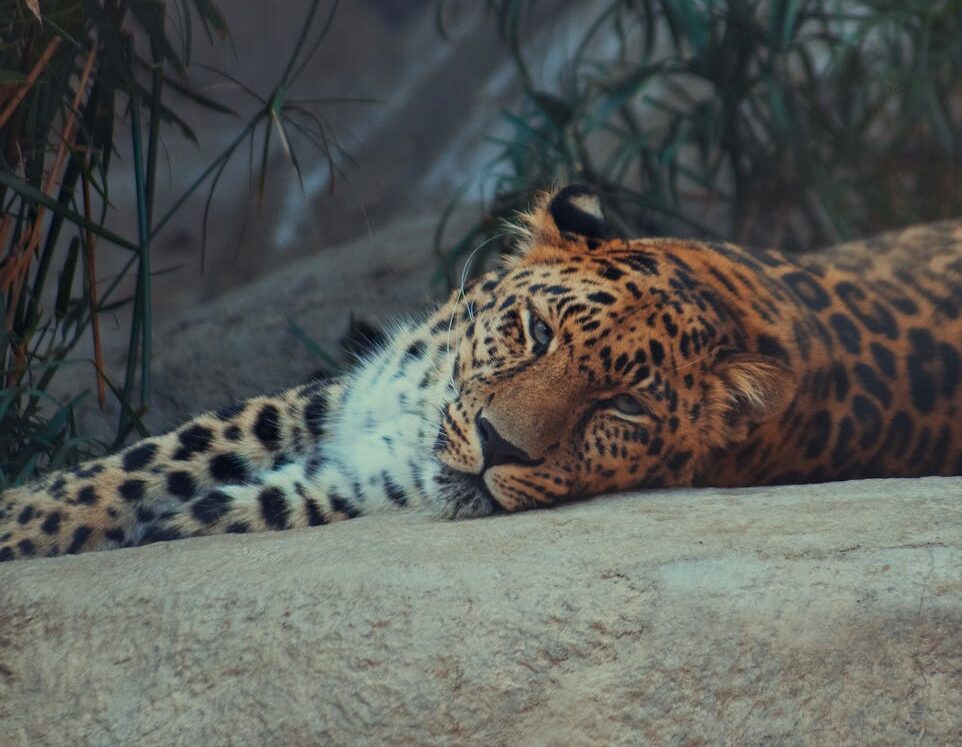 a leopard
