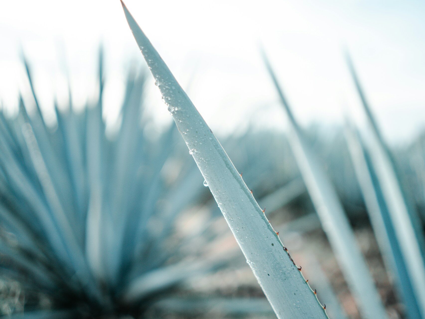agave plants