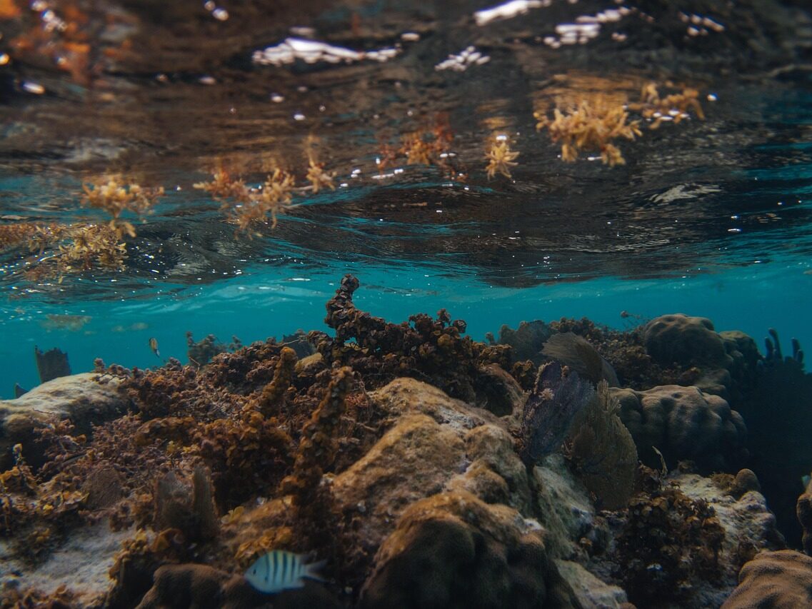 belize caye caulker underwater