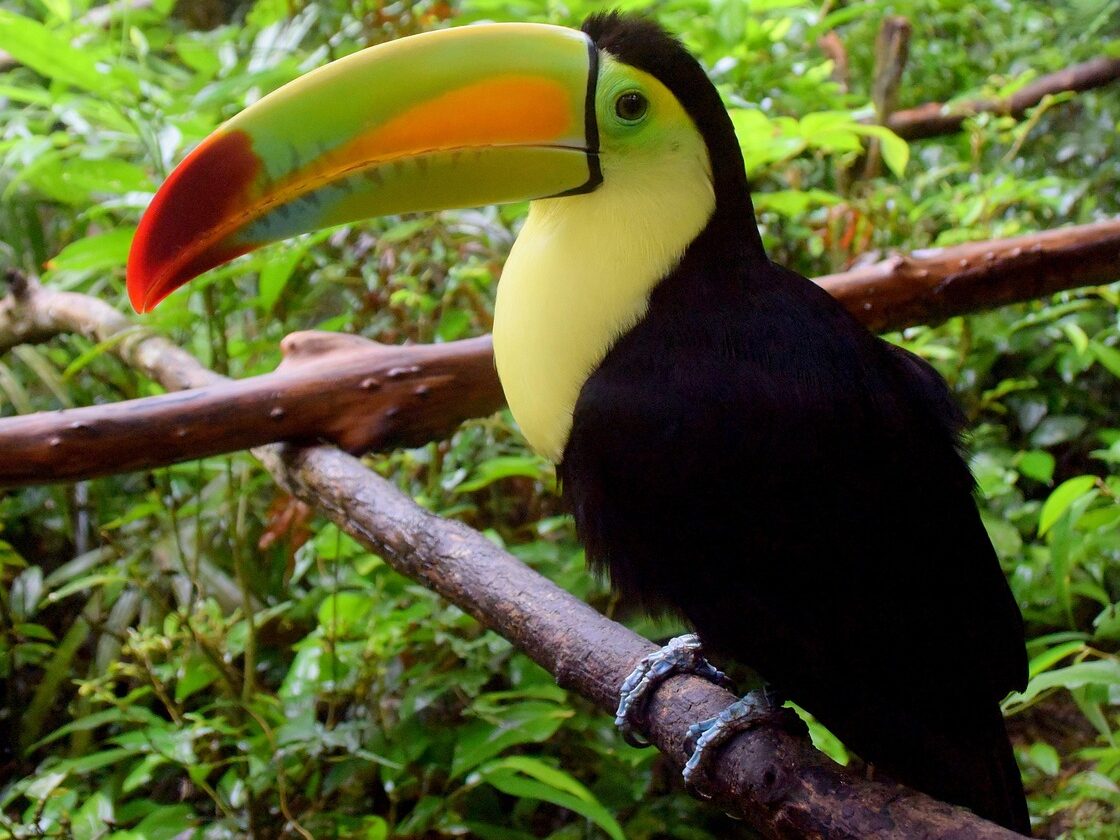 belize zoo
