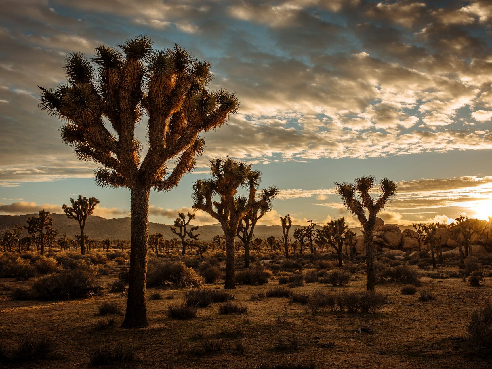 cactus plants in desert