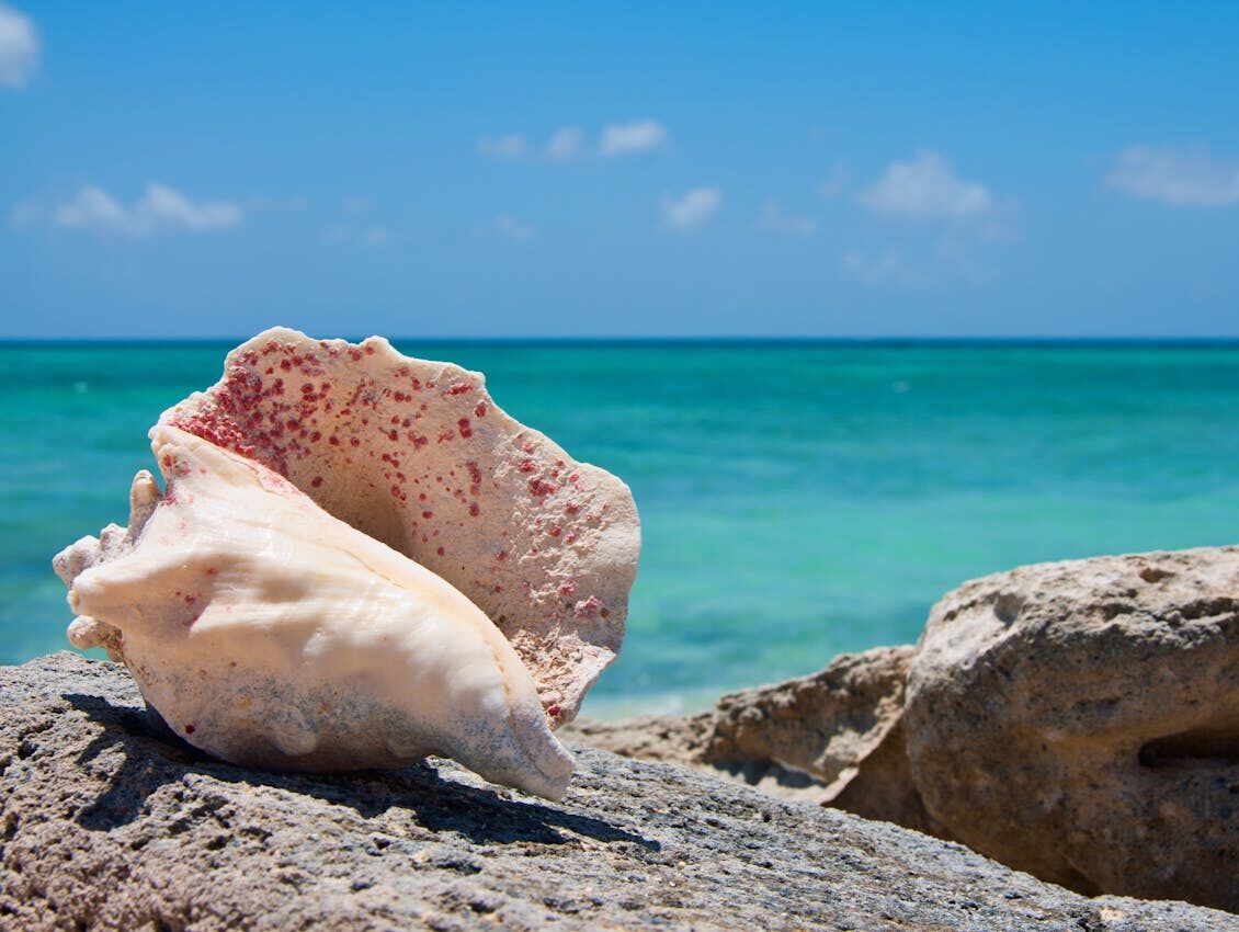 conch on rock by sea