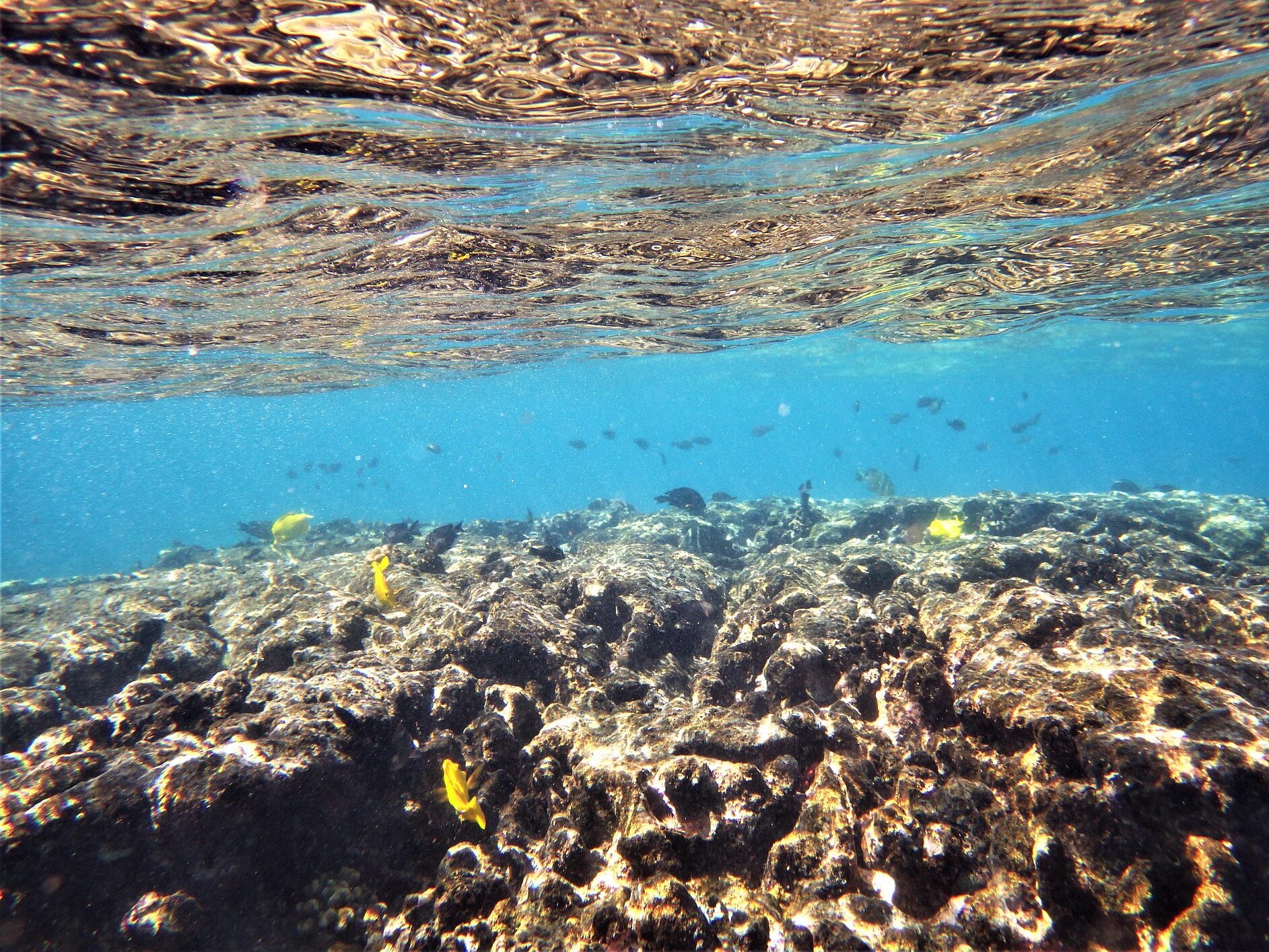 coral underwater