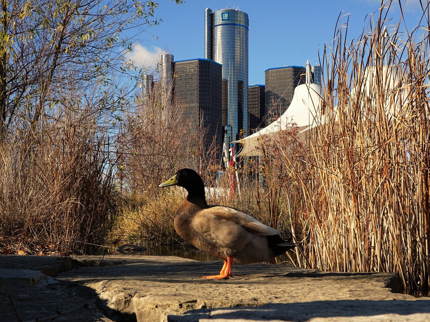 duck by riverside in detroit