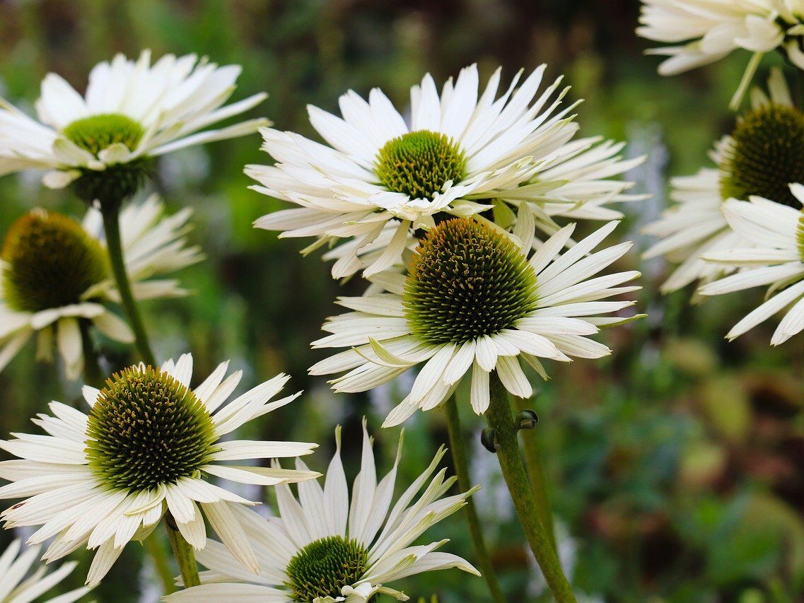 echinacea