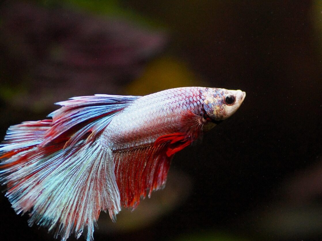 fish beta aquarium