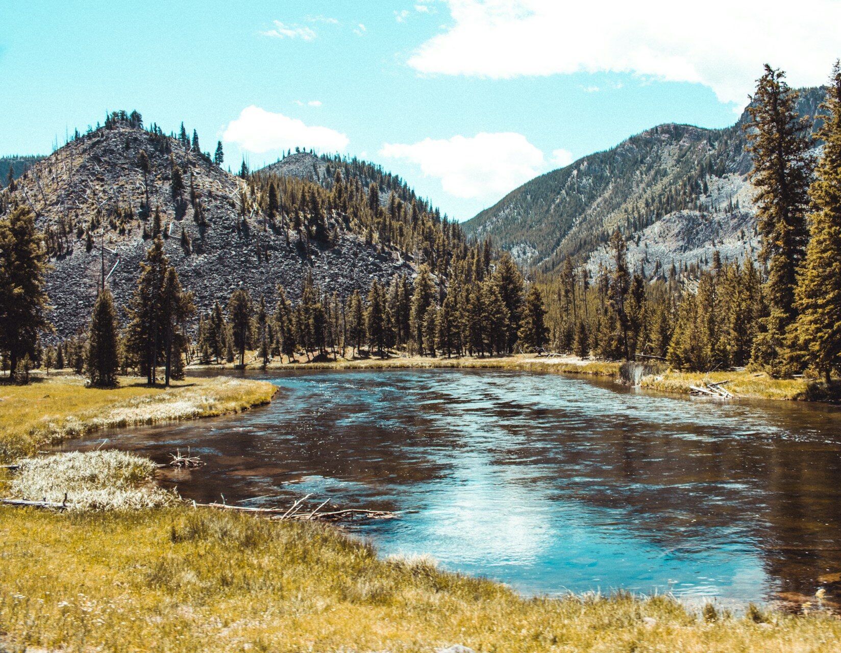 landscape of a forest