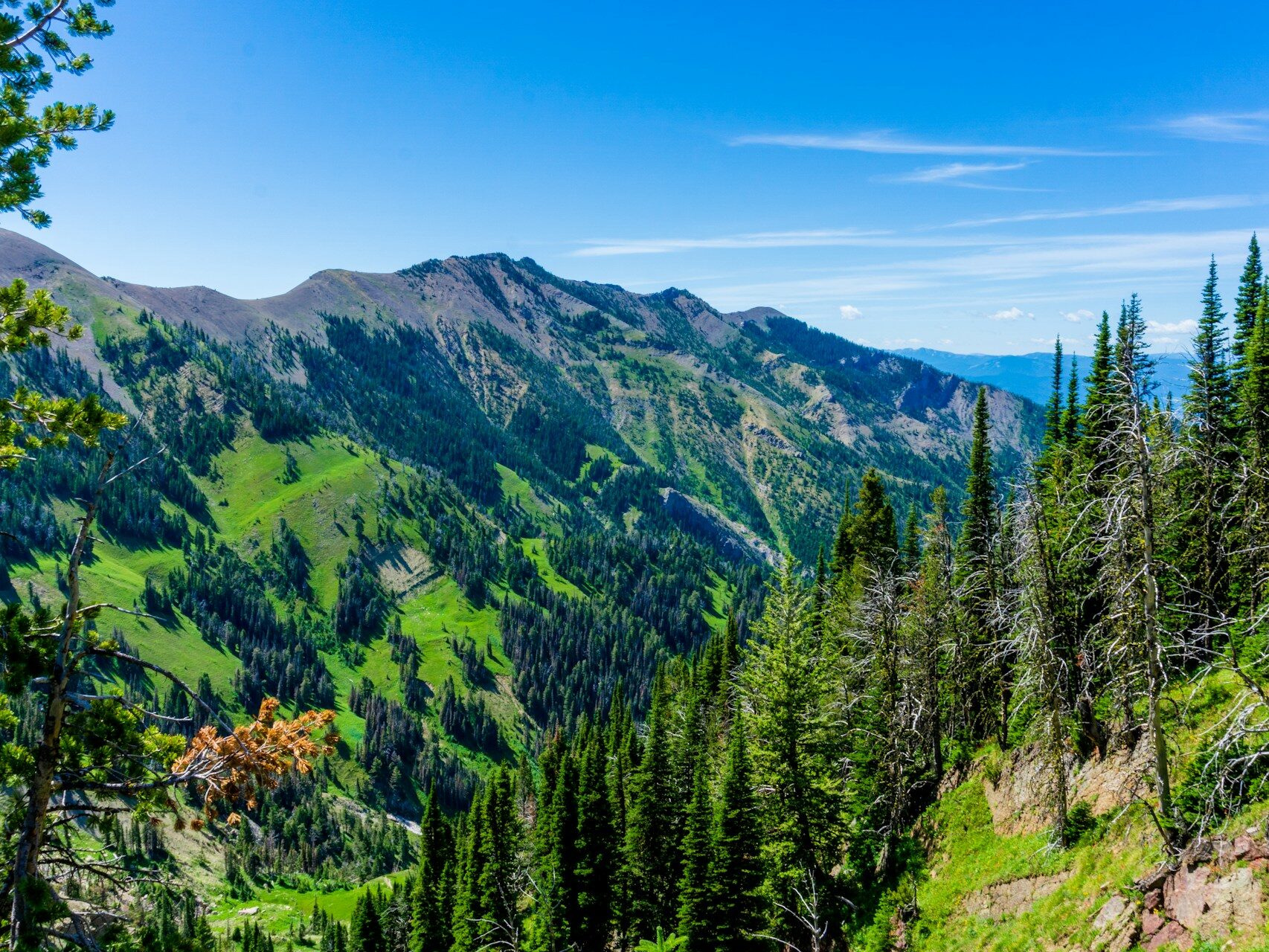 green pine trees on mountain under blue sky during daytime