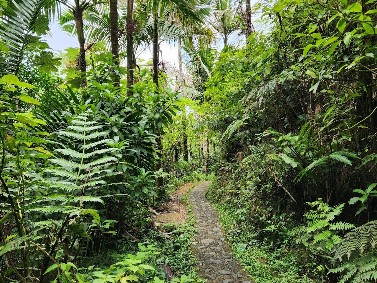 hiking in el yunque national rainforest