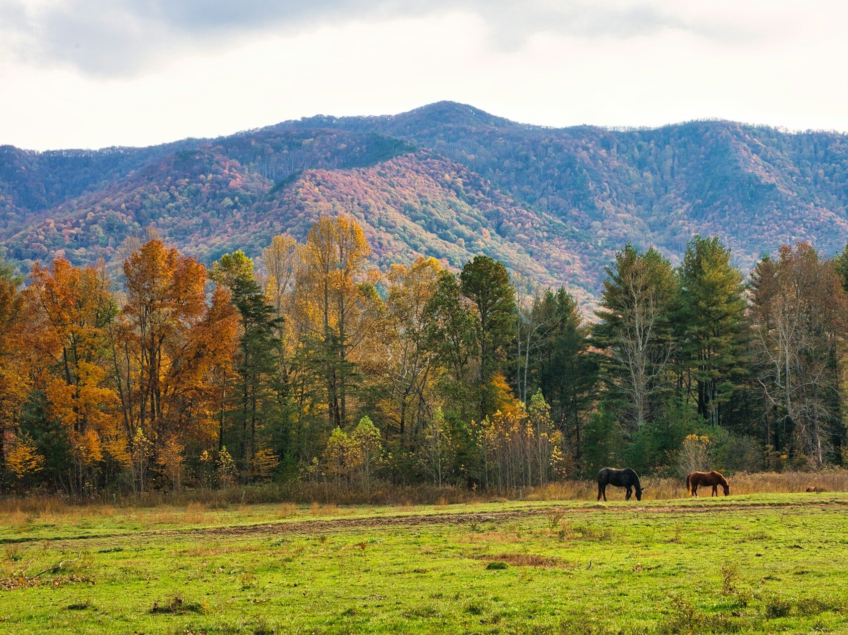 horses grazing in a field