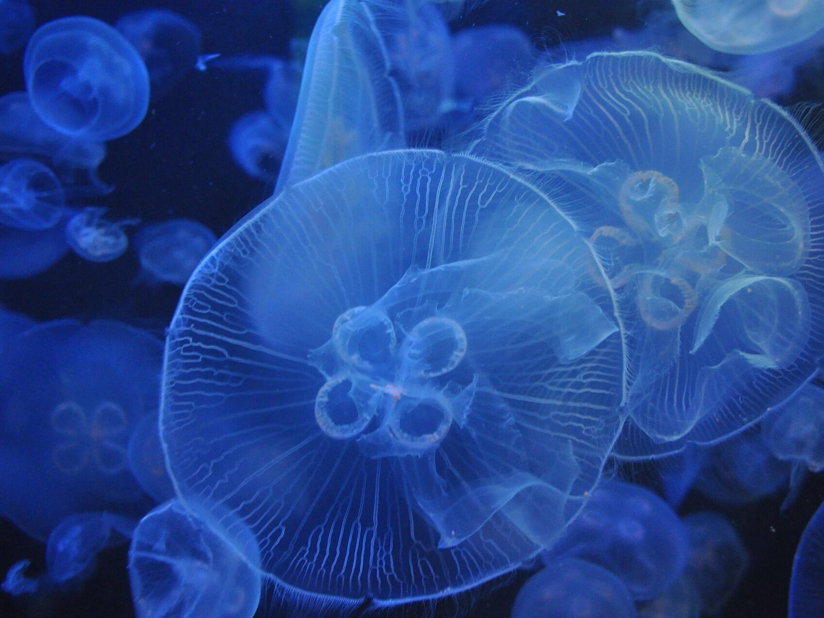 jellyfish aquarium