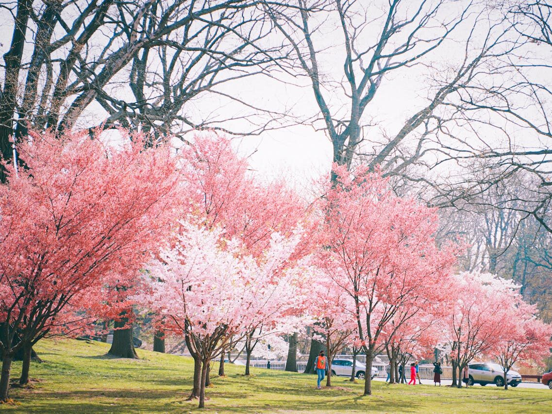 trees with pink flowers