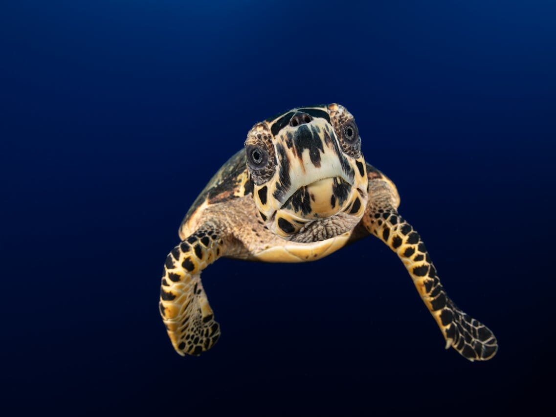 sea turtle