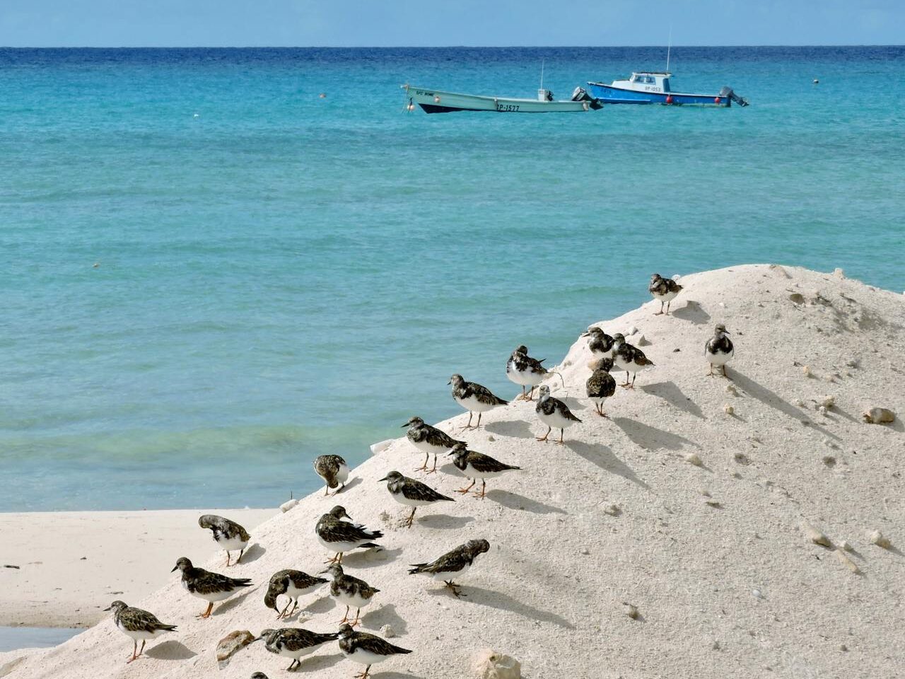 seaside birds on sandy shores in barbados