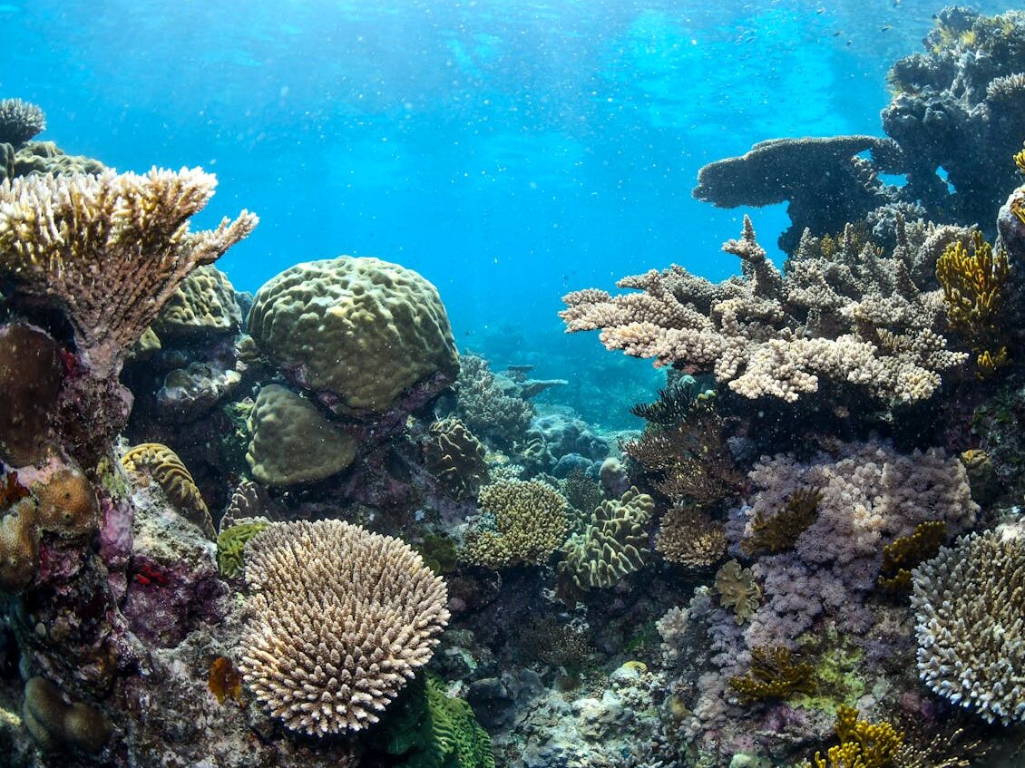 coral reef underwater