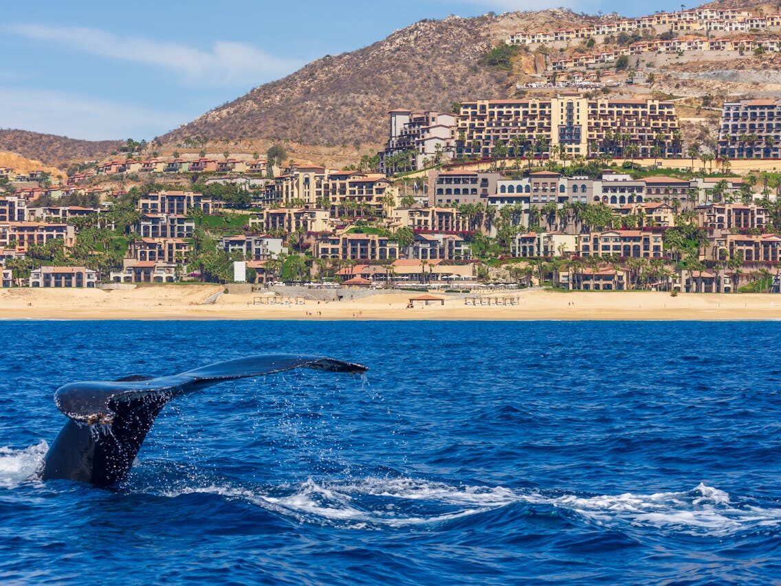 whale passing by resort city