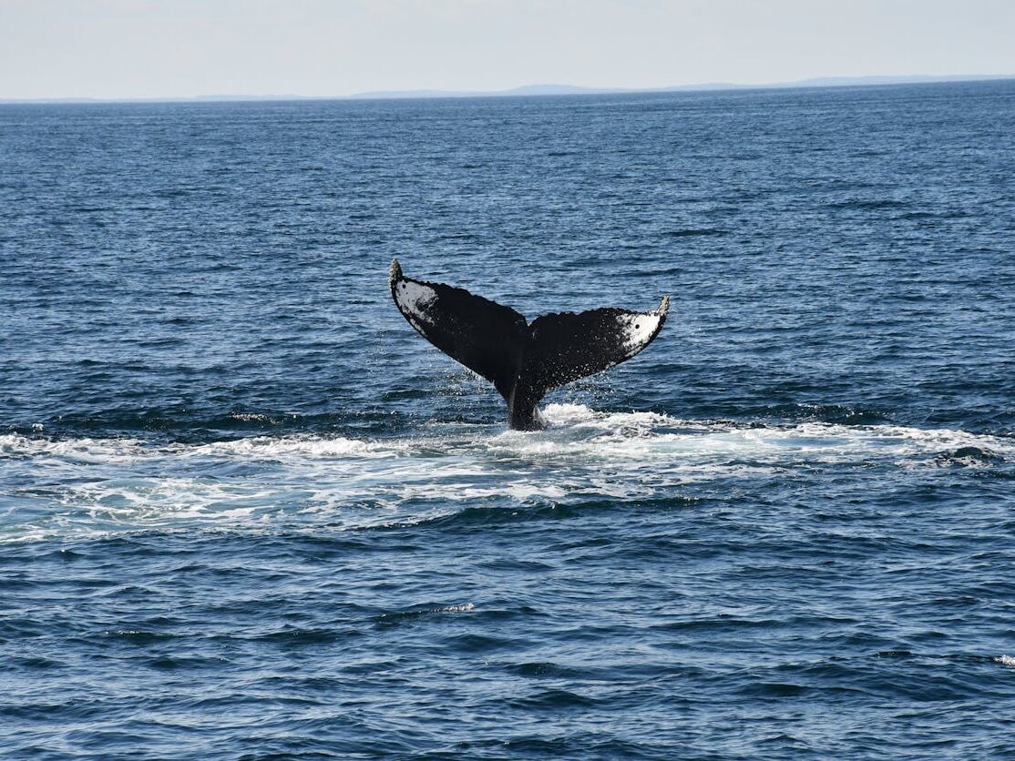 whale tail